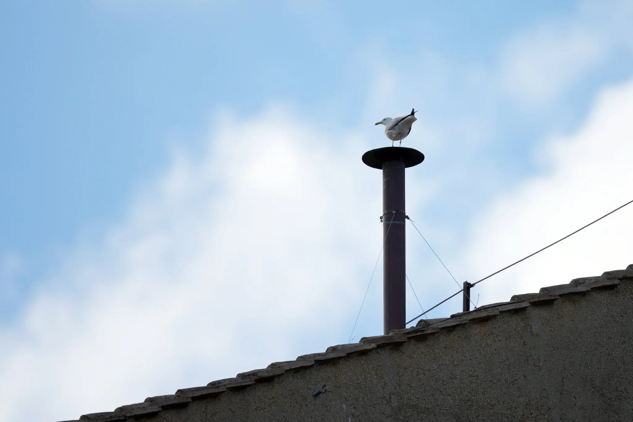 Морська чайка на димарі Сікстинської капели